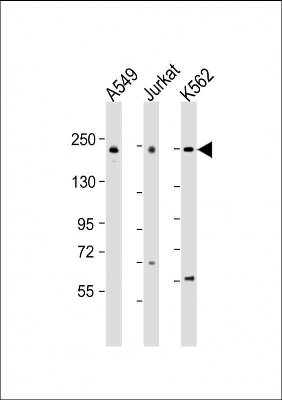 PSME4 Antibody