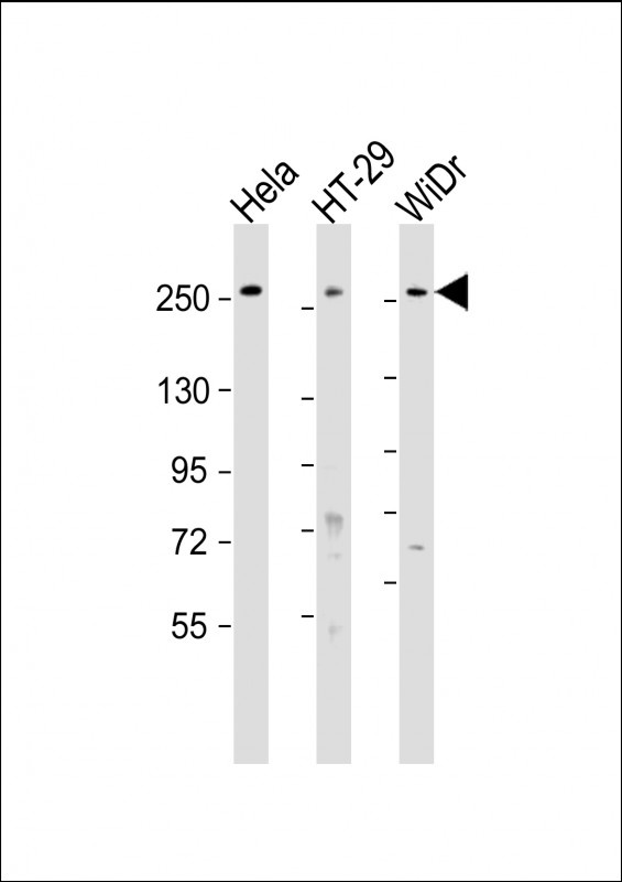 PCNXL2 Antibody