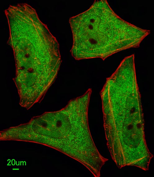 UBQLN1 Antibody