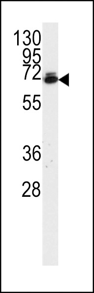 UBQLN2 Antibody