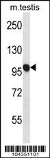 USP20 Antibody