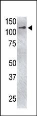 USP4 Antibody