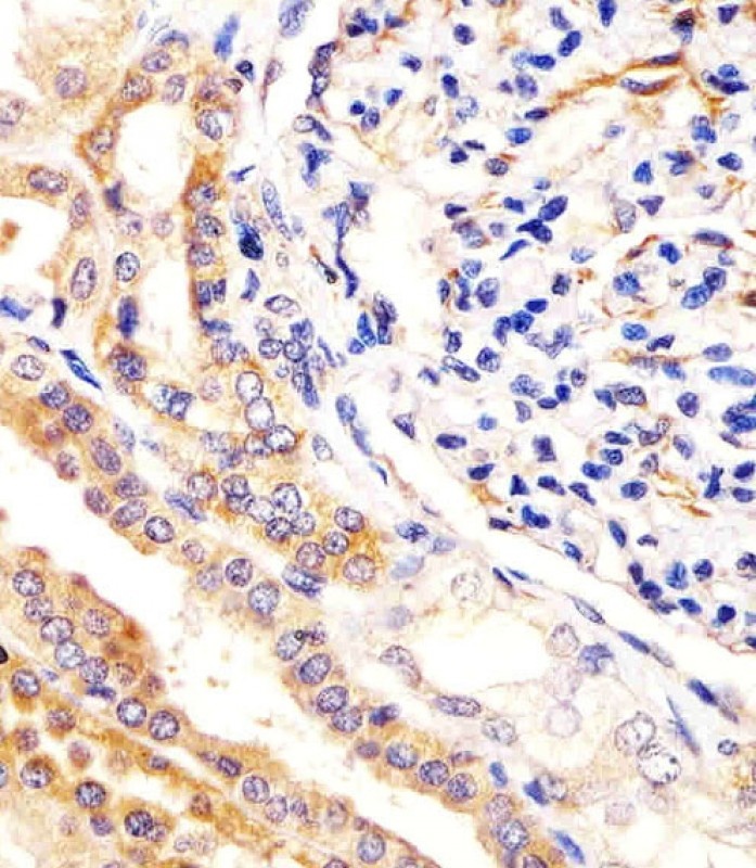 USP2 Antibody