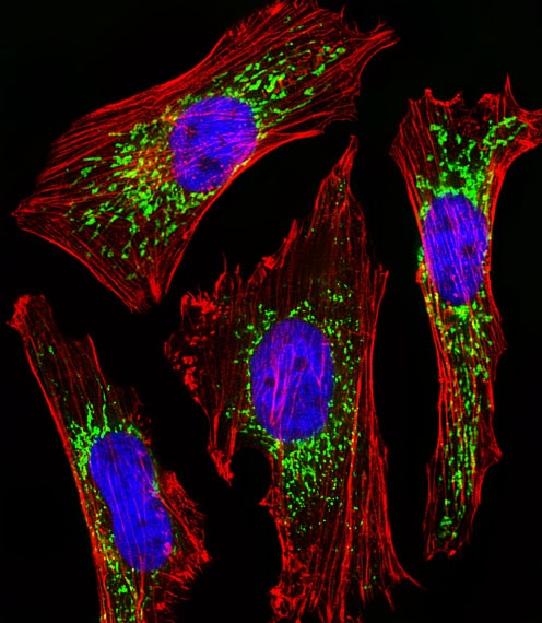 CYC1 Antibody