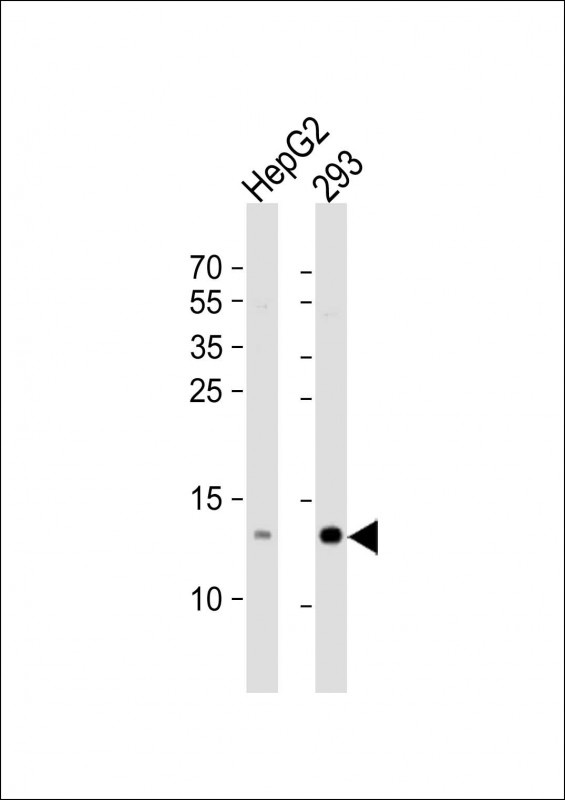 RBX1 Antibody