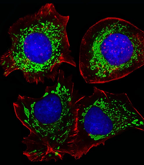 AK4 Antibody