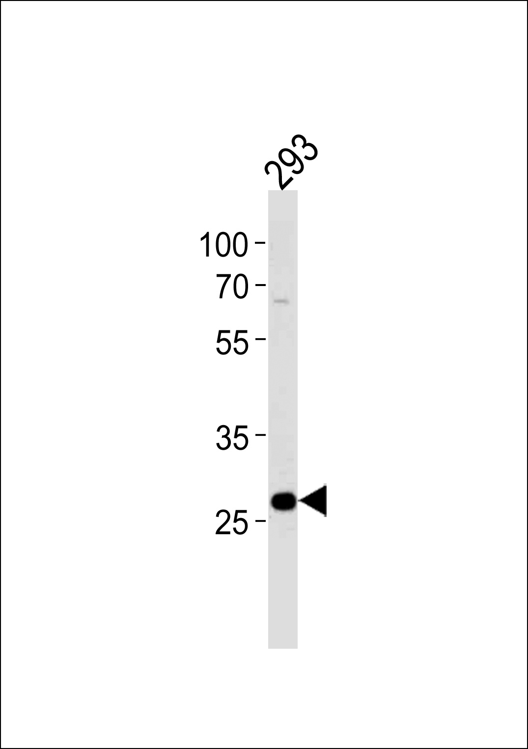 PRB4 Antibody