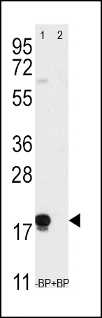 THY1 Antibody