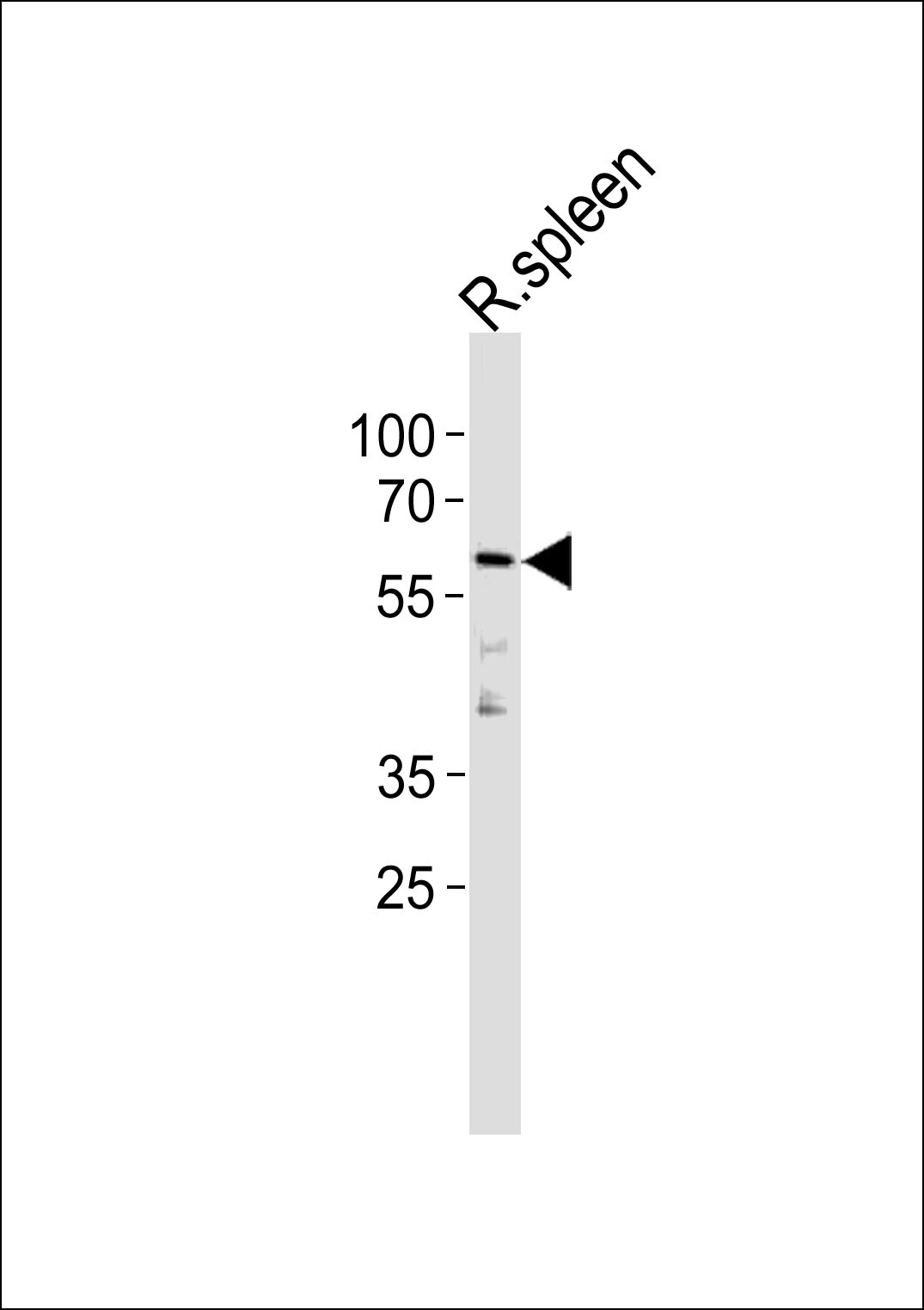 Ccnl2 Antibody