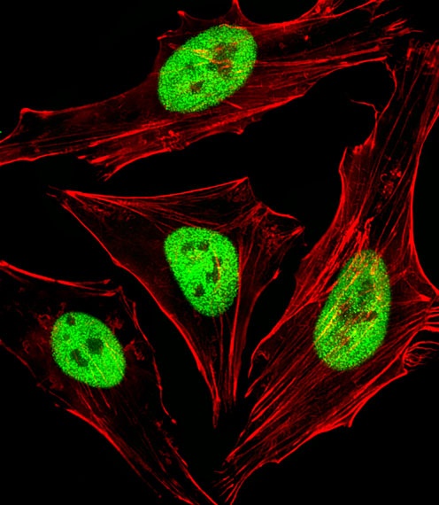 SAP30BP Antibody