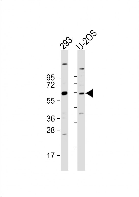 TRIM6 Antibody