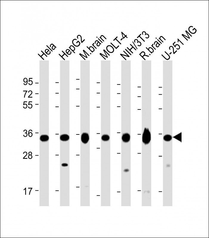 PITPNA Antibody