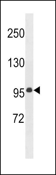 MEGF11 Antibody