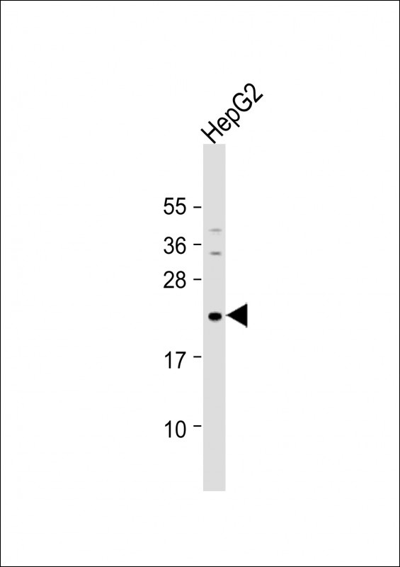 NEUROG1 Antibody