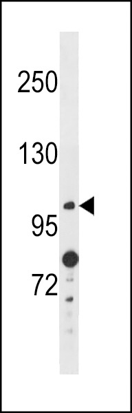 ANO4 Antibody