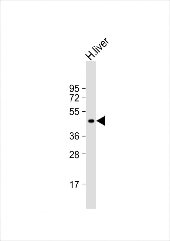 LYVE1 Antibody