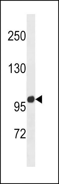 ZNF865 Antibody