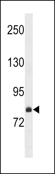 FCHSD2 Antibody