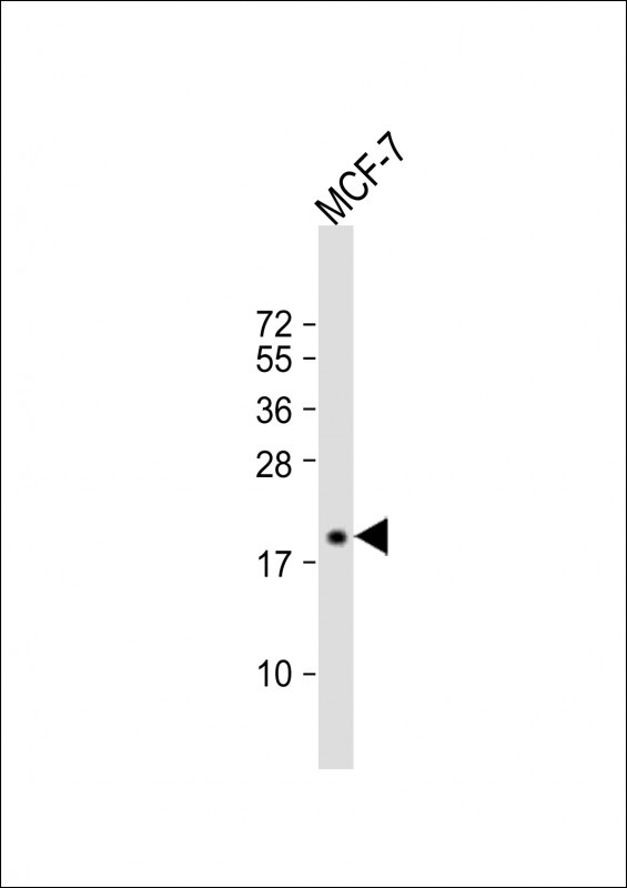 SEC11A Antibody