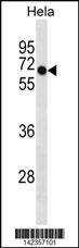 DEPDC7 Antibody