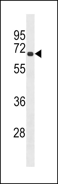 RLIM Antibody