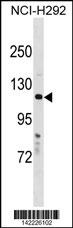 HPS5 Antibody