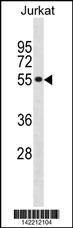 SF3A2 Antibody