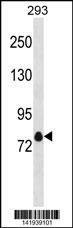 KCNA4 Antibody