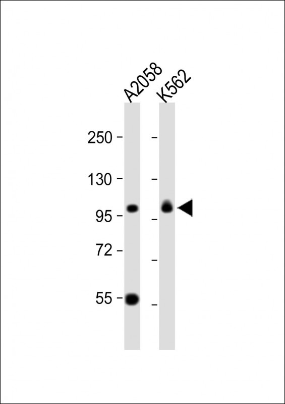 COPG Antibody