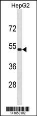 ZNF773 Antibody