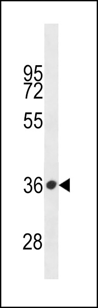 PRSS57 Antibody