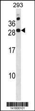 RAP2C Antibody