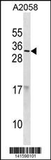 RNASE9 Antibody