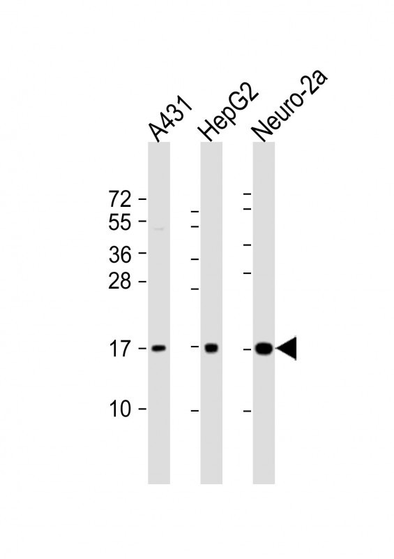 RPL22 Antibody