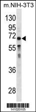 GGT1 Antibody