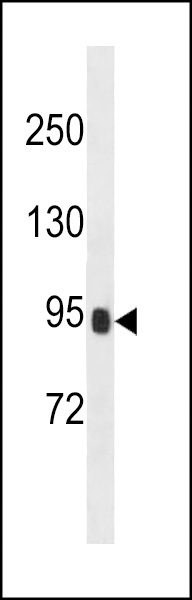 PRSS36 Antibody