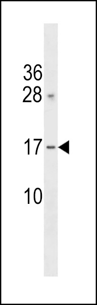 GAPT Antibody