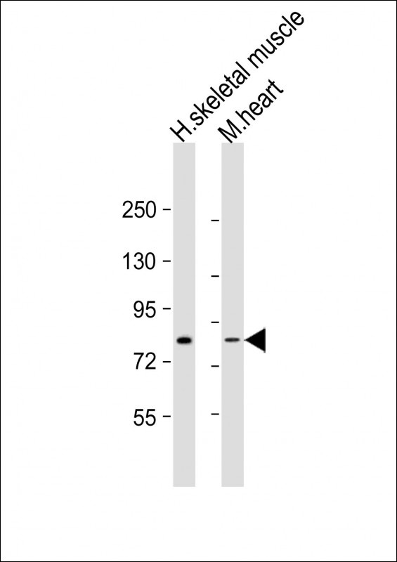 LEO1 Antibody