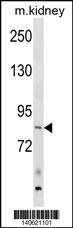 ARHGEF16 Antibody