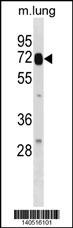 LGALS3BP Antibody