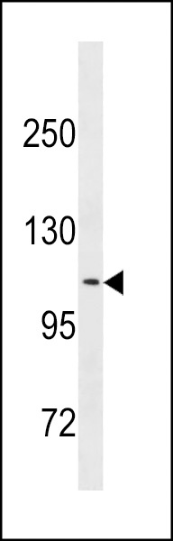 CLSTN2 Antibody