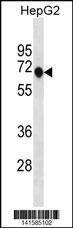 ANKDD1A Antibody