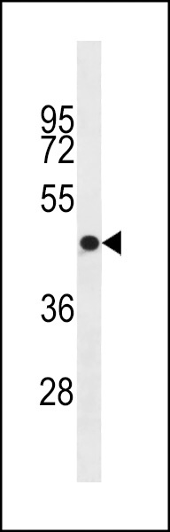 OR4S1 Antibody