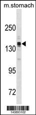 ASTN2 Antibody