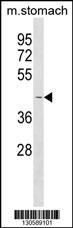 COLQ Antibody