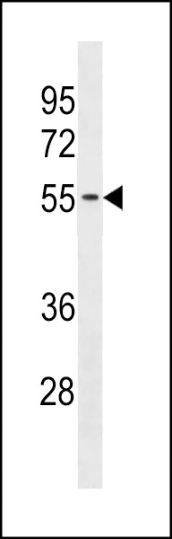 TMX3 Antibody