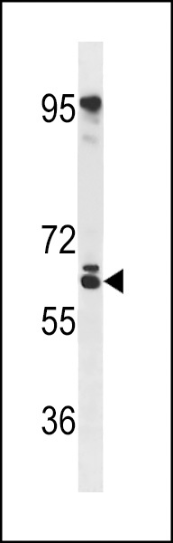 RSPRY1 Antibody