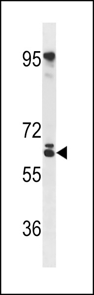 RSPRY Antibody