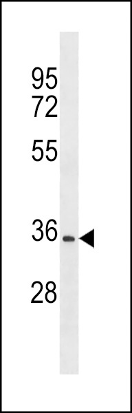 OR2A12 Antibody