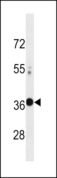 VAX2 Antibody